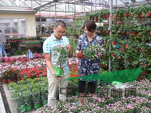消費(fèi)者正在挑選盆栽小菊.jpg